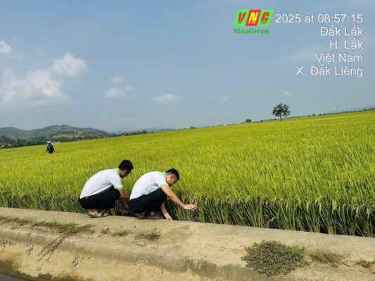 Vùng-Nguyên-Liệu-Lúa-ST25-VinaGreen